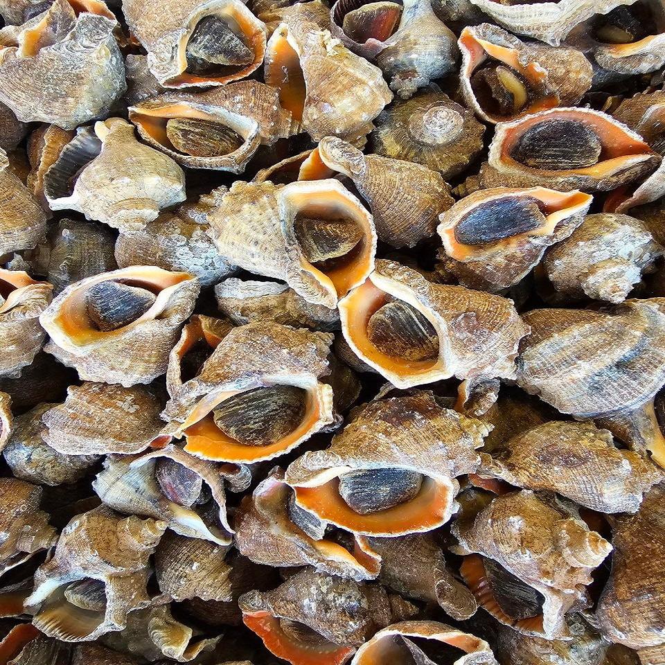Toshell Meat Fully Cooked Shell-on Topshell