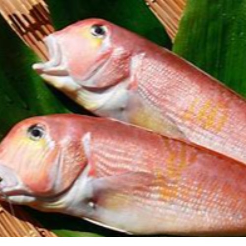 Tilefish