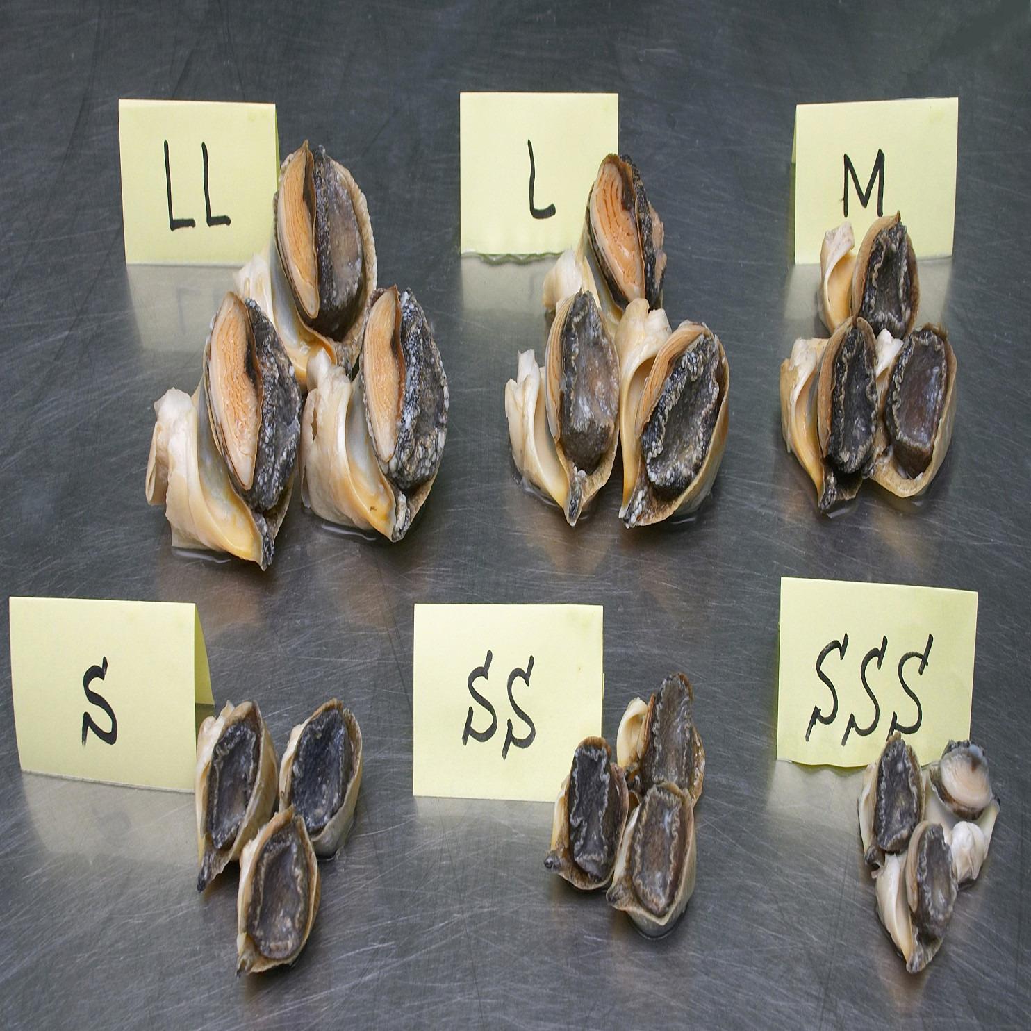 Toshell Meat Frozen Boiled Topshell Meat(Rapana venosa)