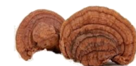 Phellinus Toasted Phellinus linteus parabiotics