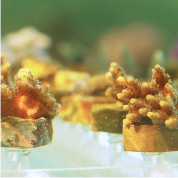 Ocean Revive Reef Tools